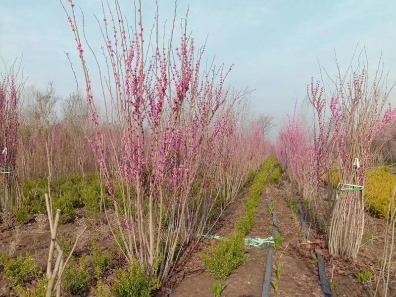 丛生紫荆基地