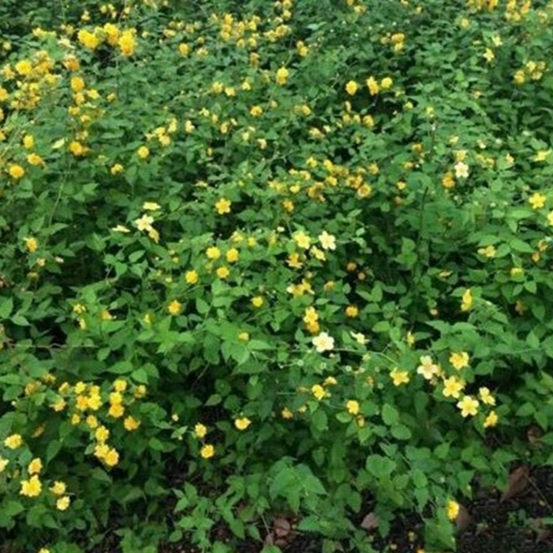 花期中的棣棠苗