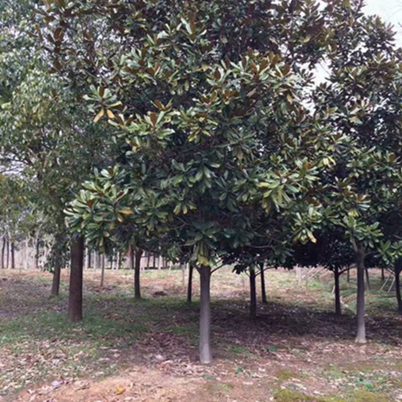 树形饱满的广玉兰