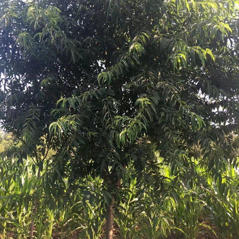 生长旺盛的碧桃树