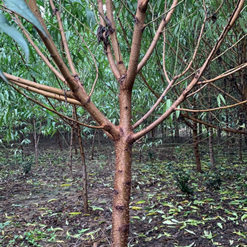 碧桃树