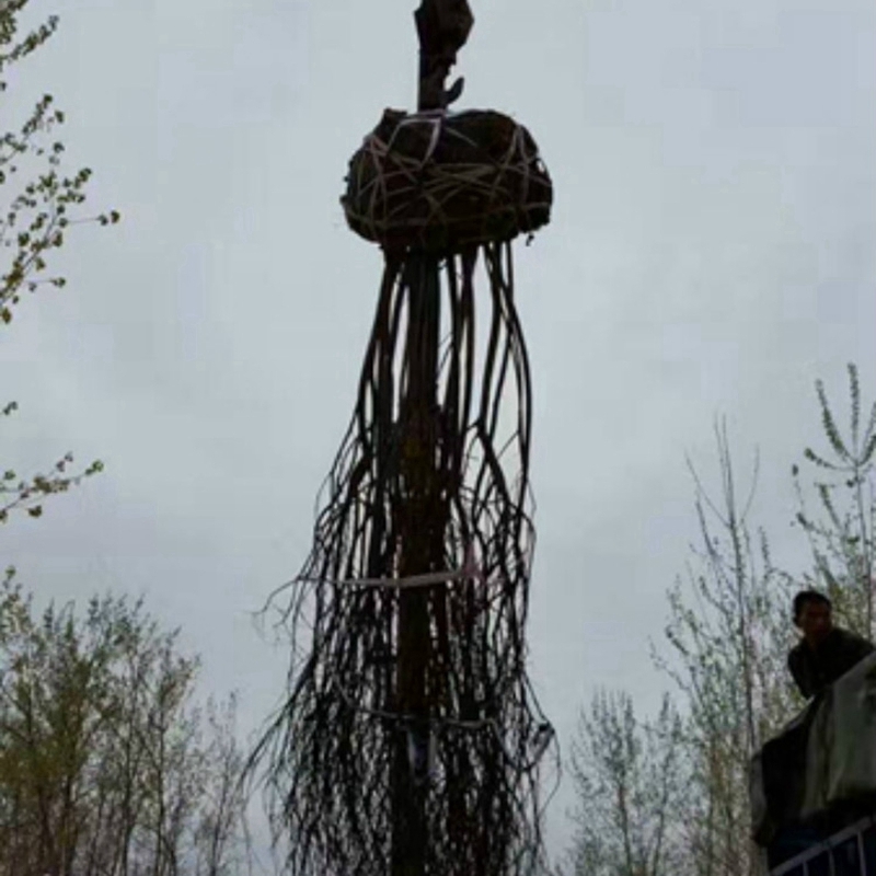 丛生紫薇装车现场