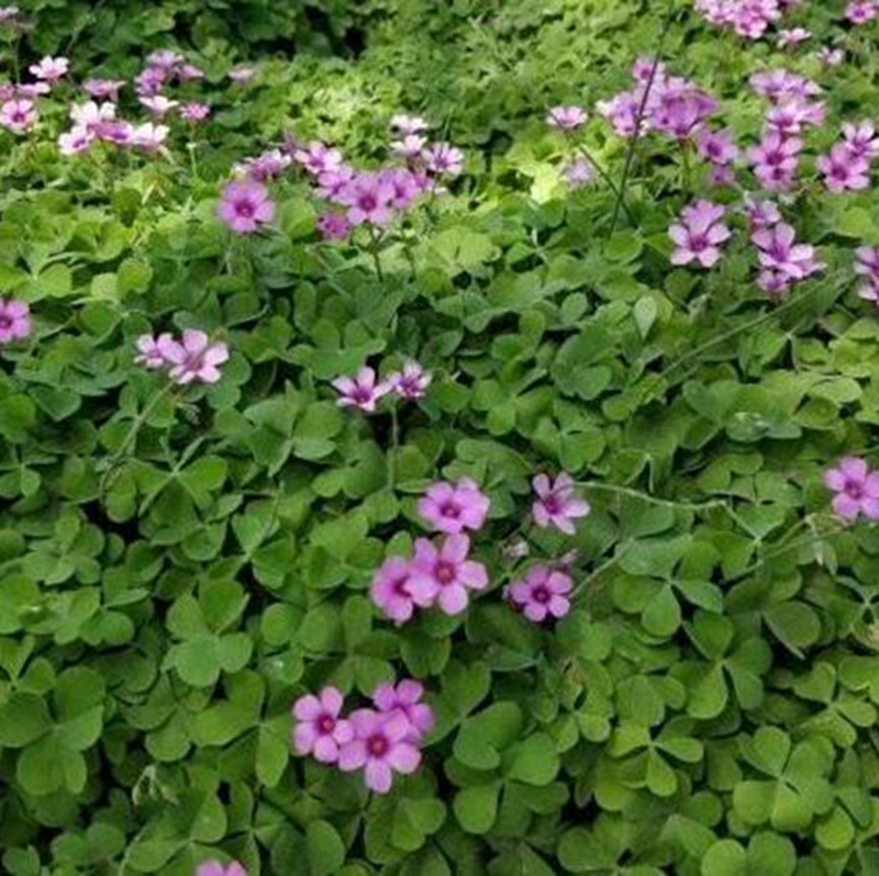 红花草基地