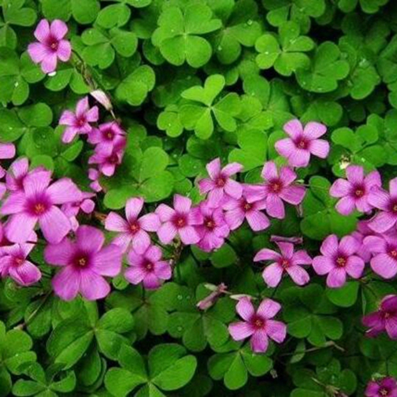 花朵鲜艳的红花草