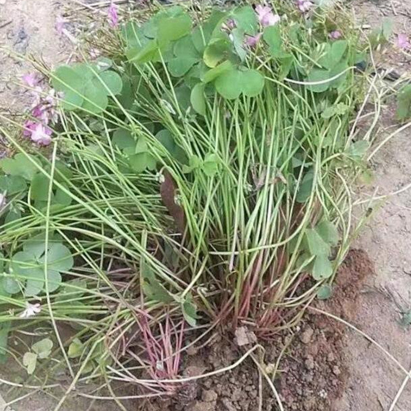 红花草