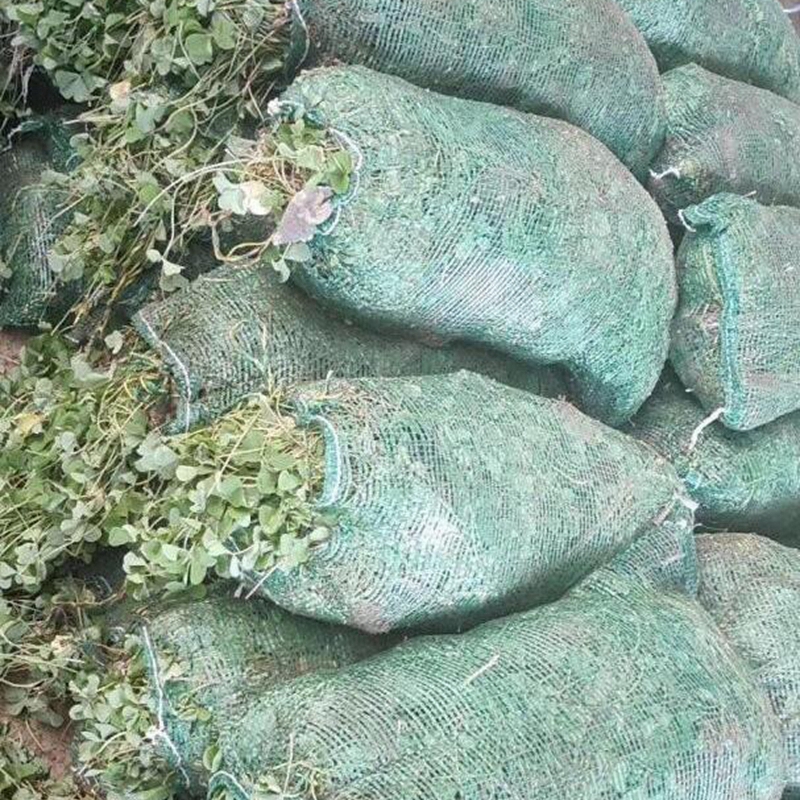 起好的红花草小苗