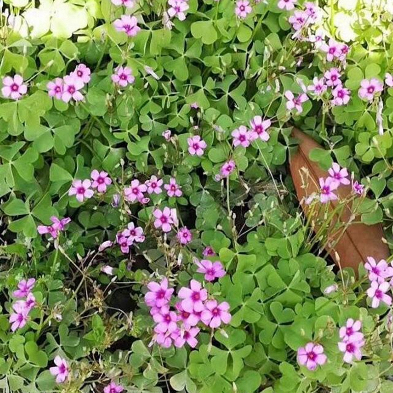 生长旺盛的红花草