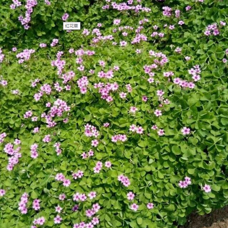 红花草种植基地