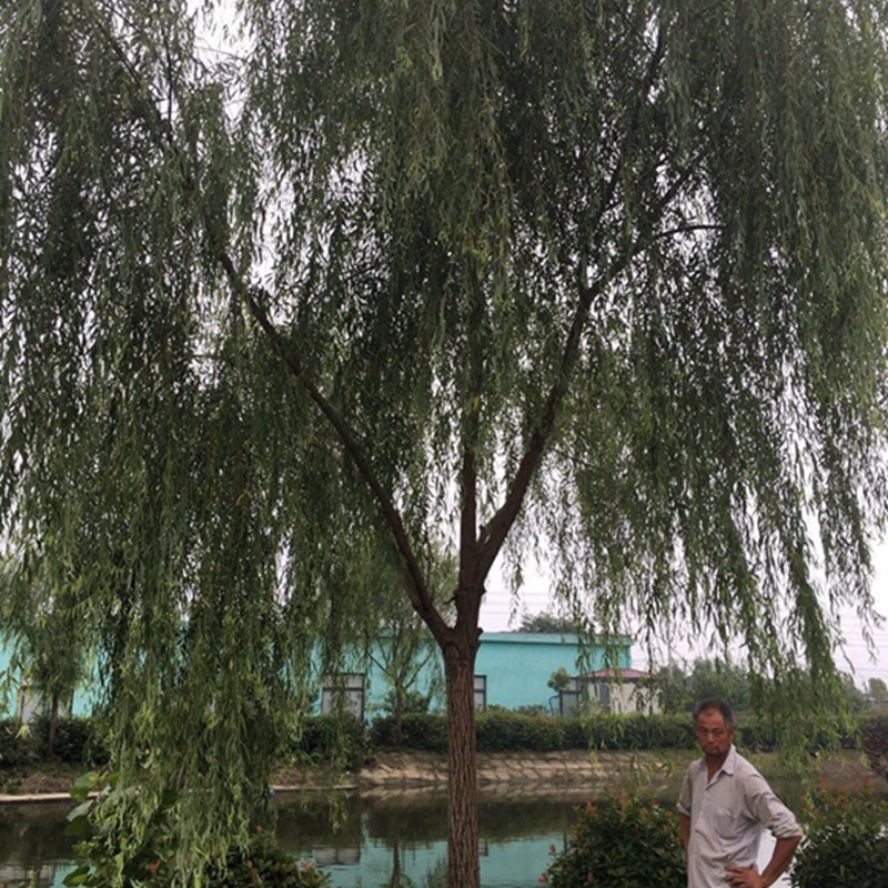 精品垂柳树