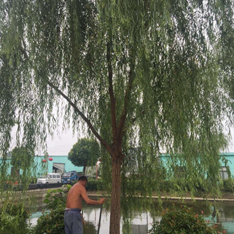 垂柳挖苗现场
