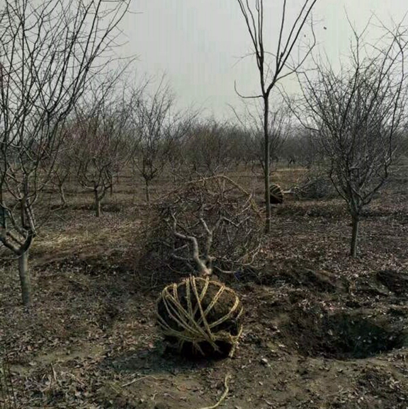 正在起苗中的垂丝海棠