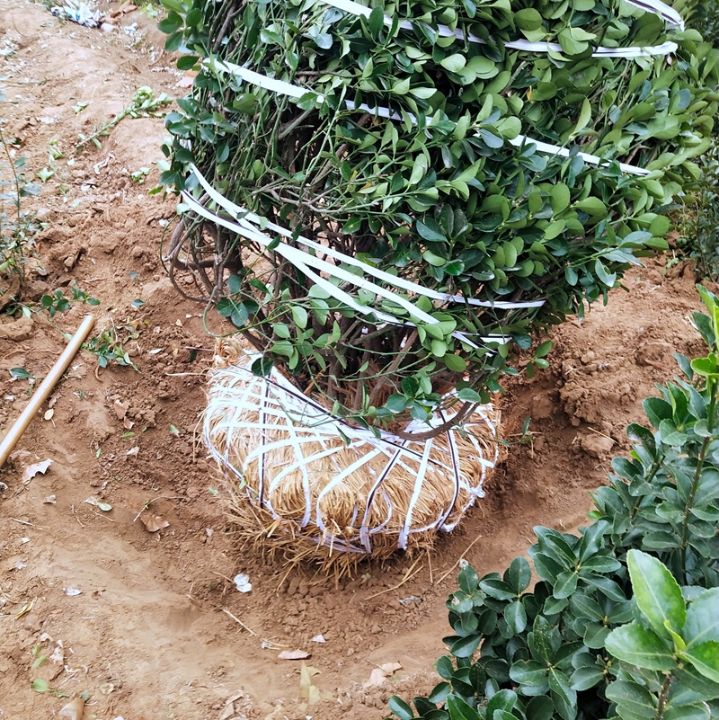 起好的大叶黄杨球