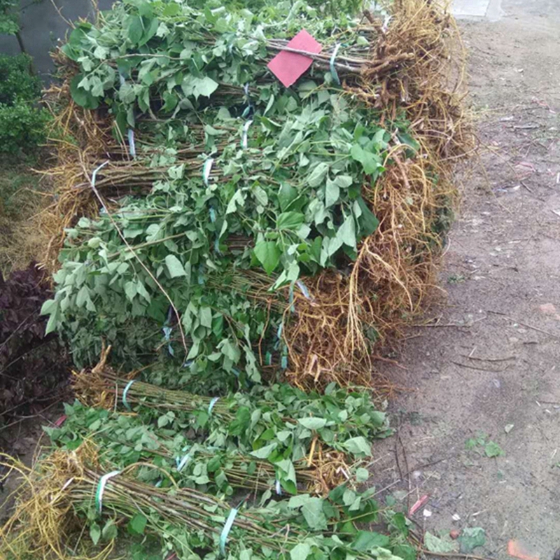 构树