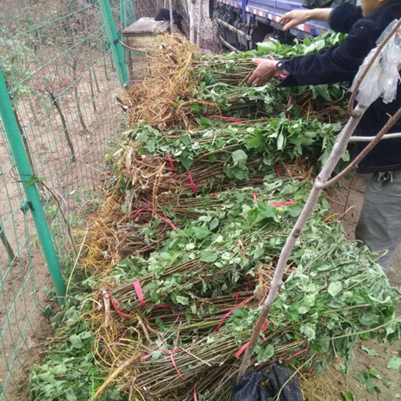 构树苗