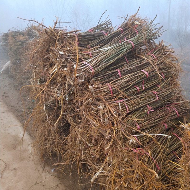 构树小苗等待装车中