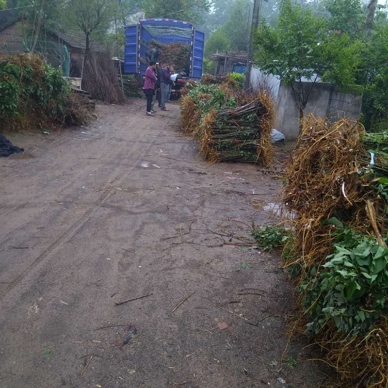 已装车的构树小苗