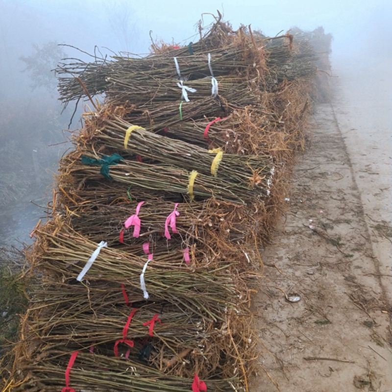 等待装车中的构树小苗
