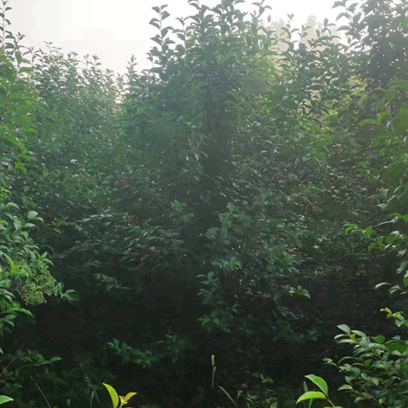 丛生状大叶女贞