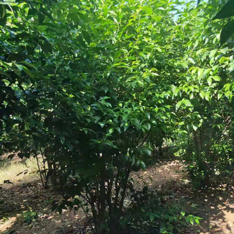 大规格的丛生大叶女贞