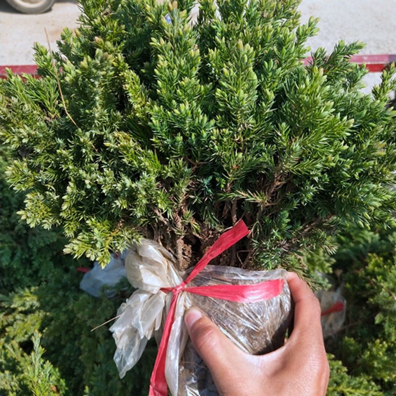 叶片翠绿的地柏苗