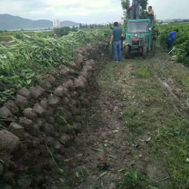 起好待装车的法国冬青