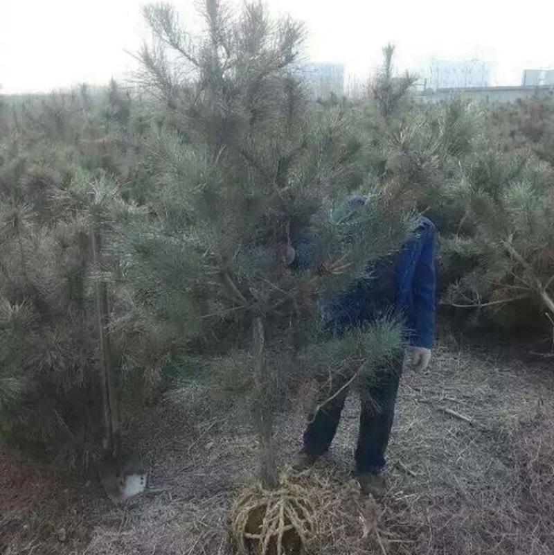 2米的黑松树