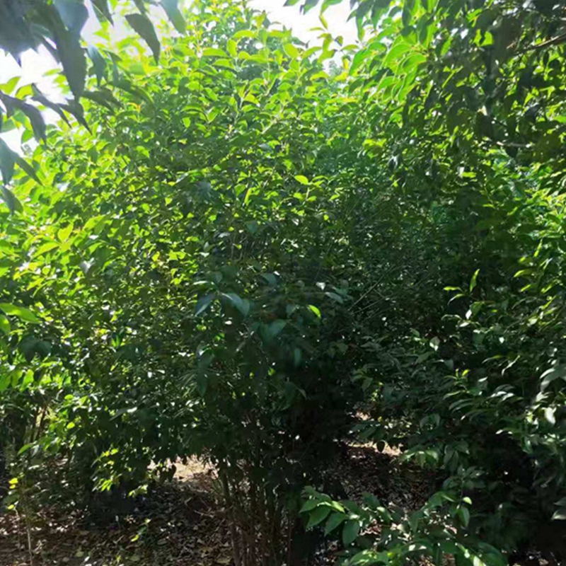 丛生大叶女贞