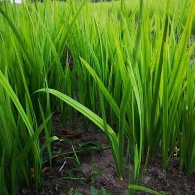 高度60-80公分的菖蒲