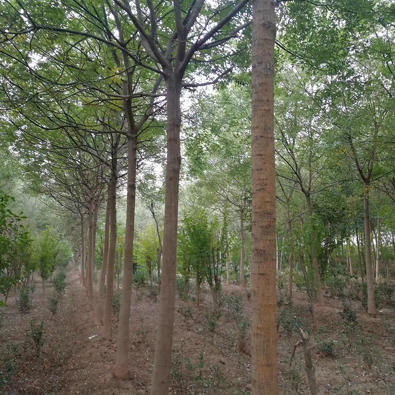 国槐基地