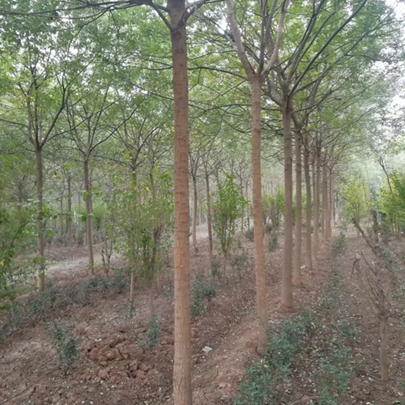 国槐苗木基地