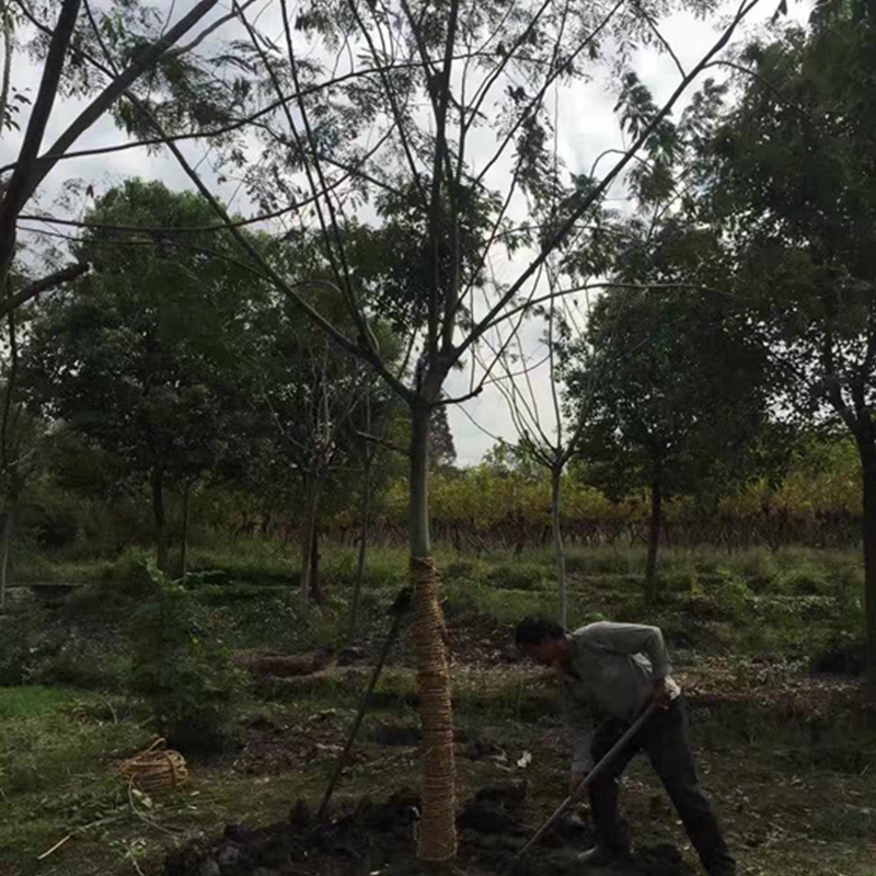 合欢树起苗现场