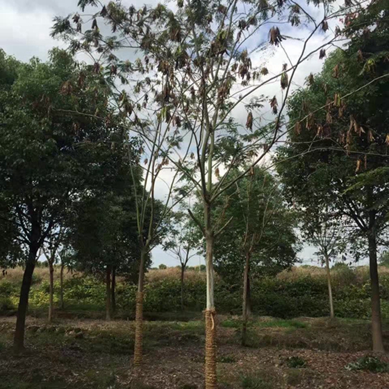 合欢树