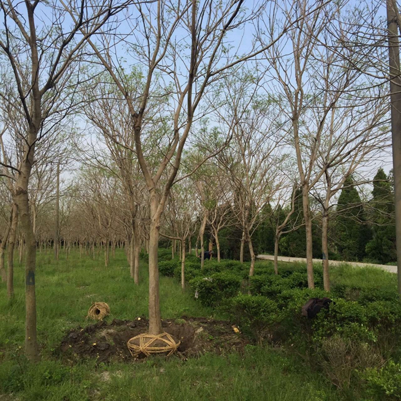 合欢树基地