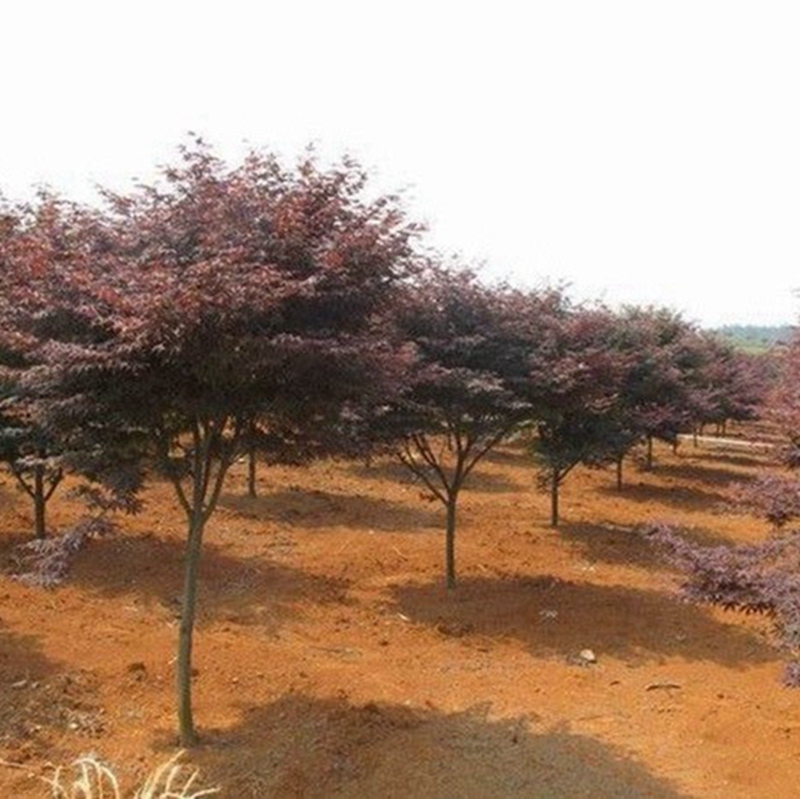 红枫苗木基地