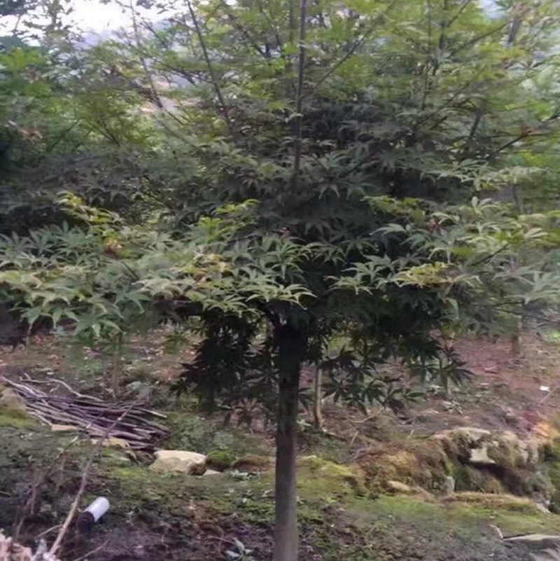 枝叶茂盛的红枫