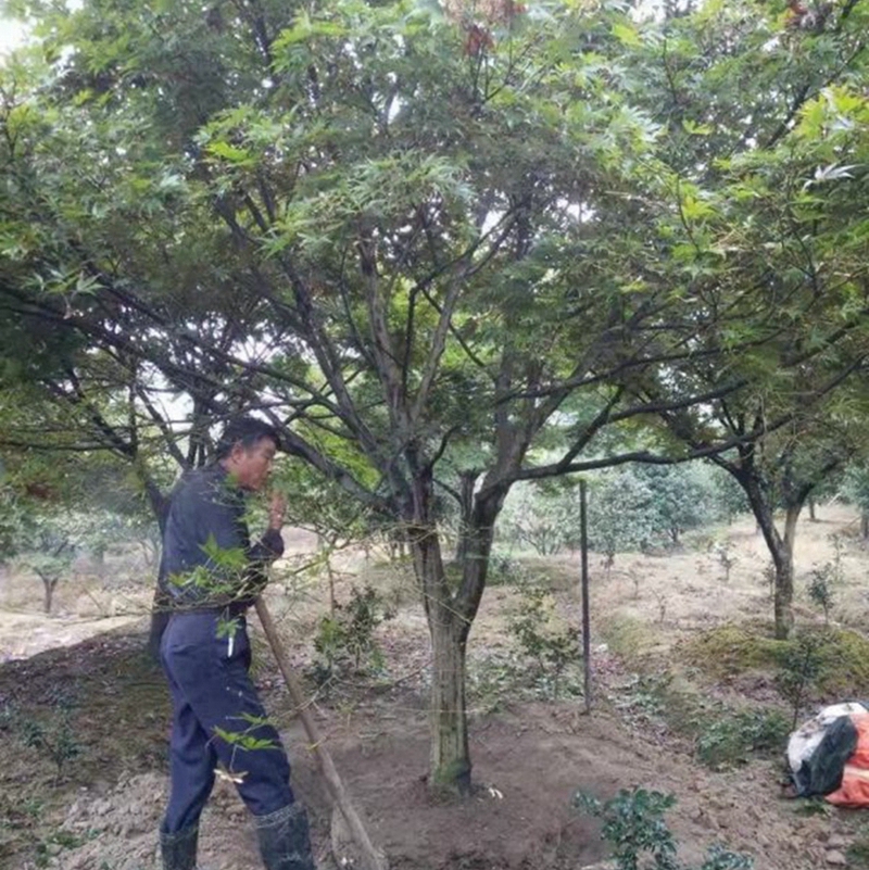 红枫起苗现场