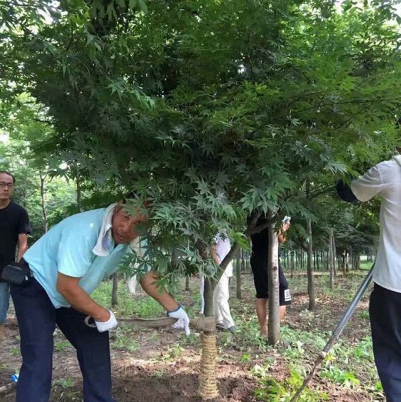 正在起苗的红枫树