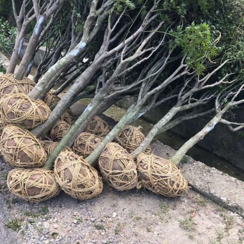 带土球起苗的红枫