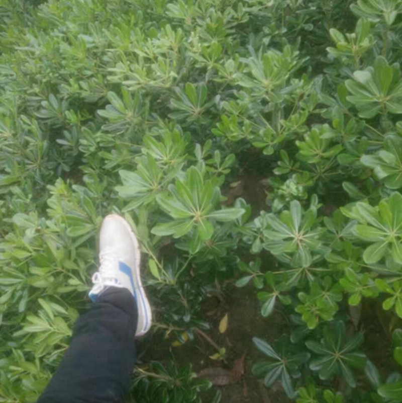 叶色鲜艳的海桐小苗