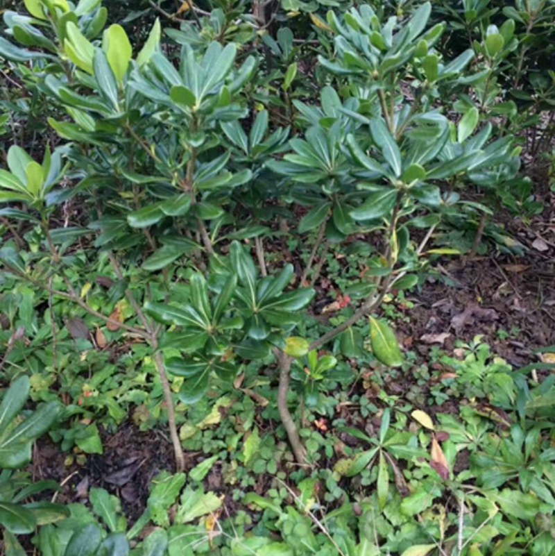 多分枝的海桐小苗