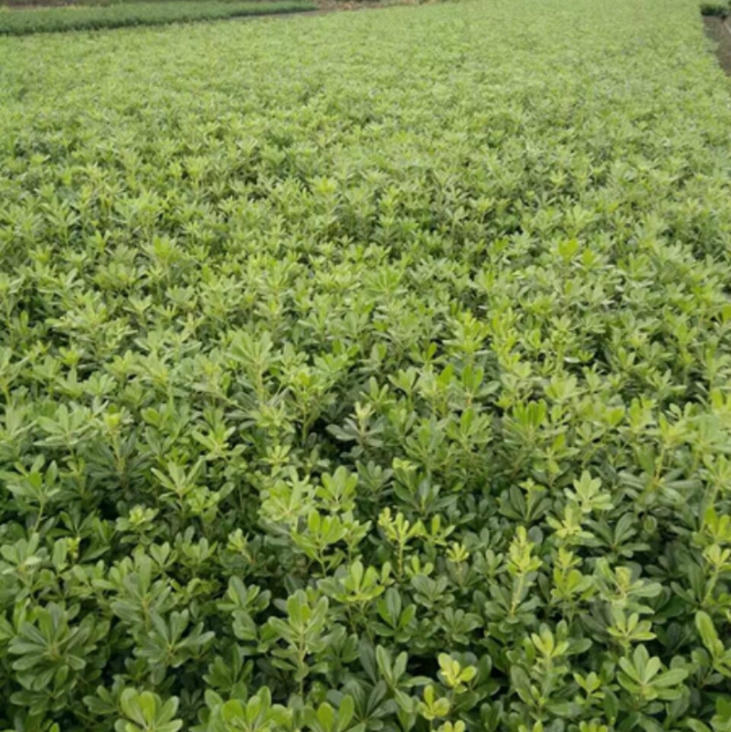 高度40-50公分的海桐小苗