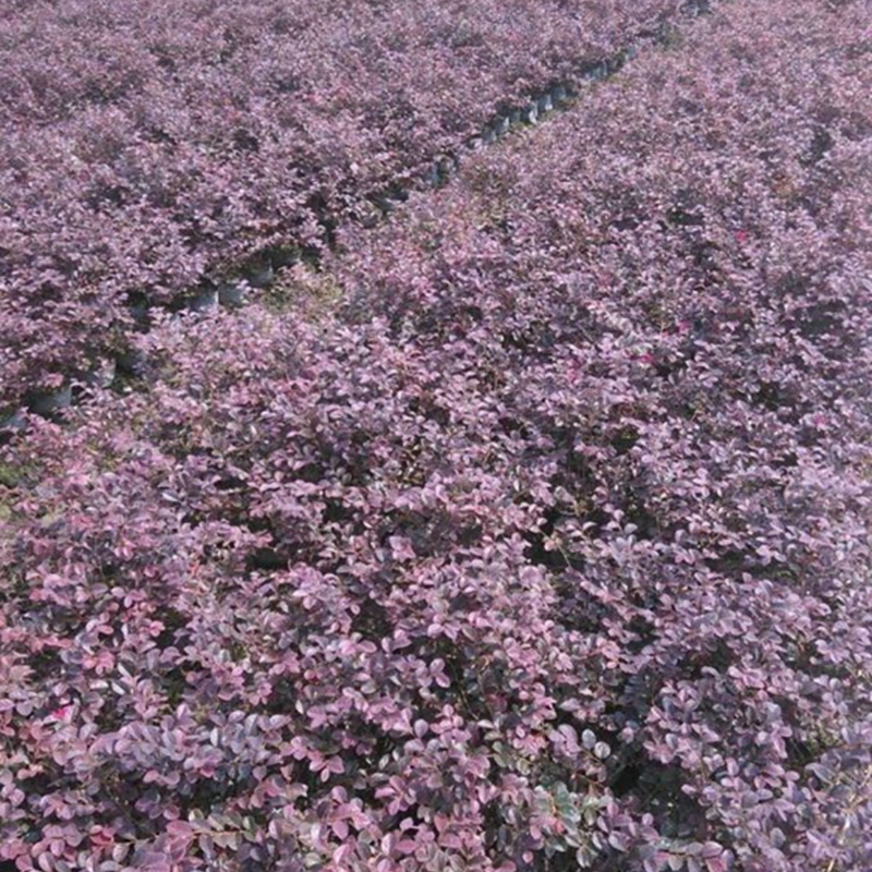 红花檵木繁殖基地