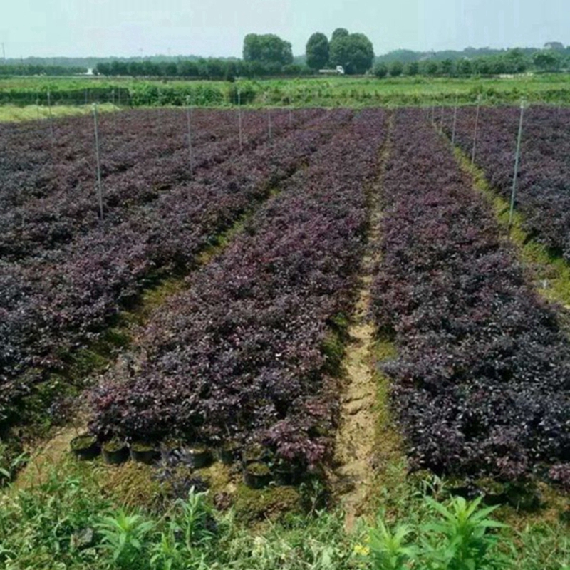 大面积种植的红花檵木小苗