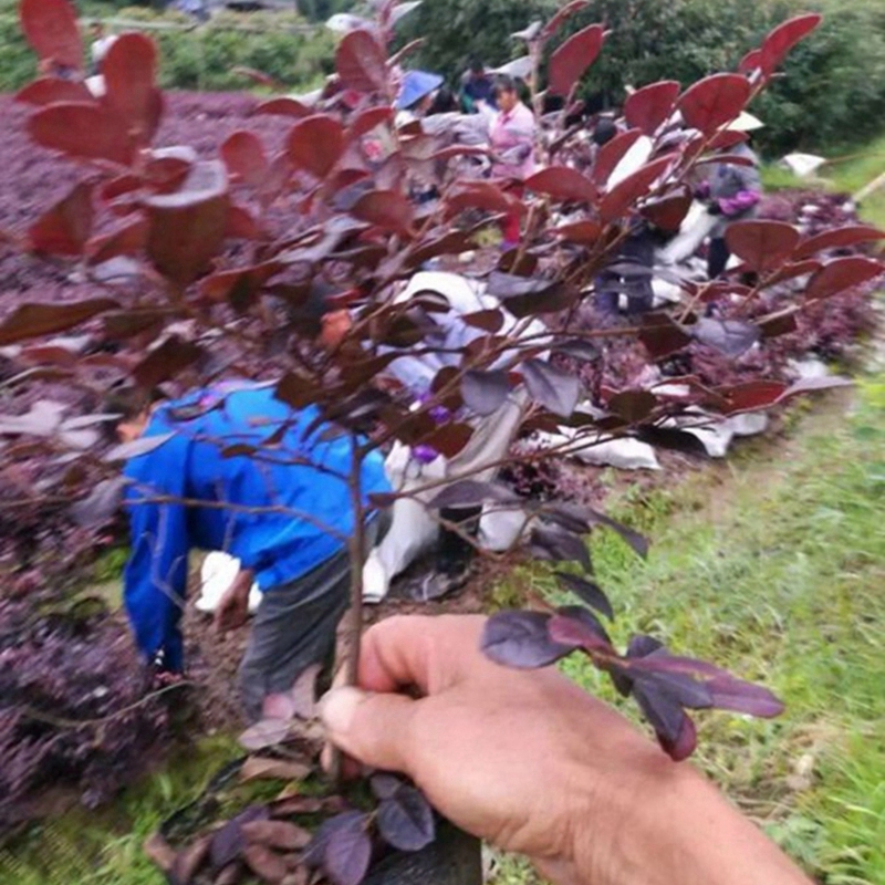 多分枝的红花檵木