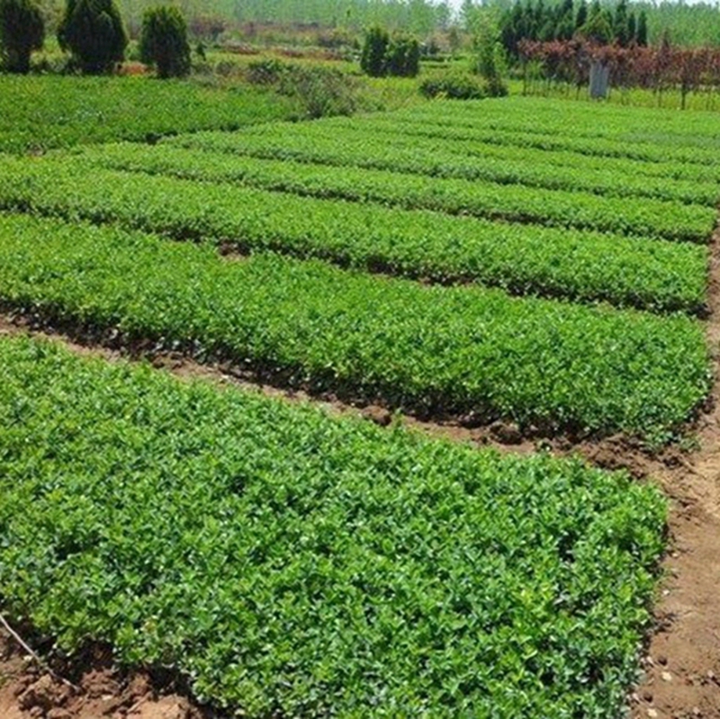 绿化小苗繁殖基地