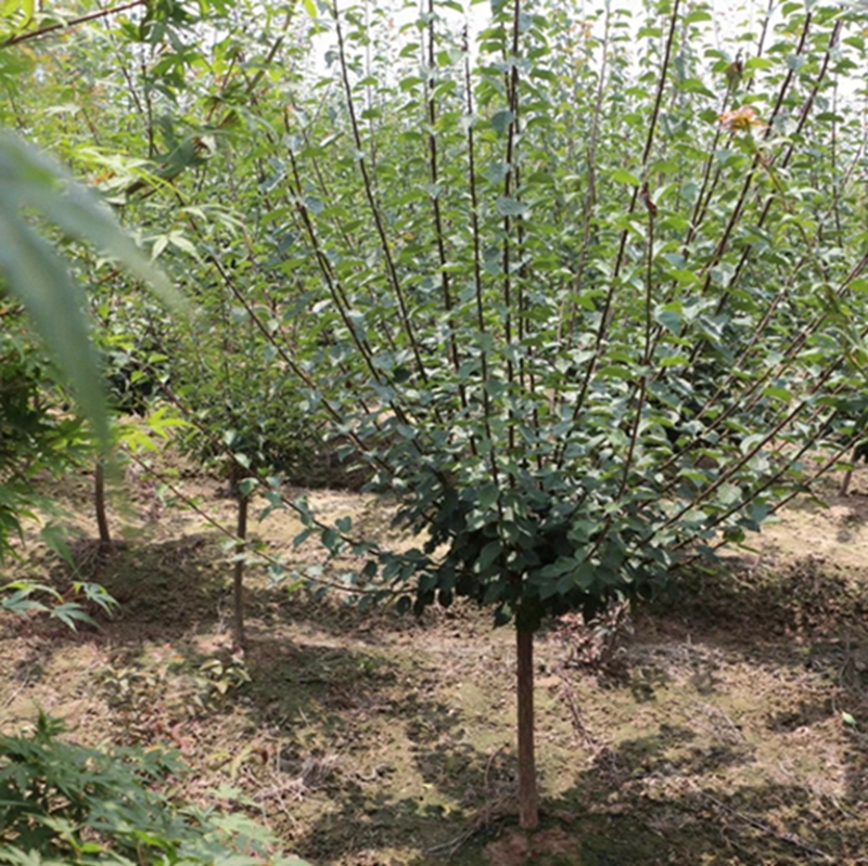 红梅