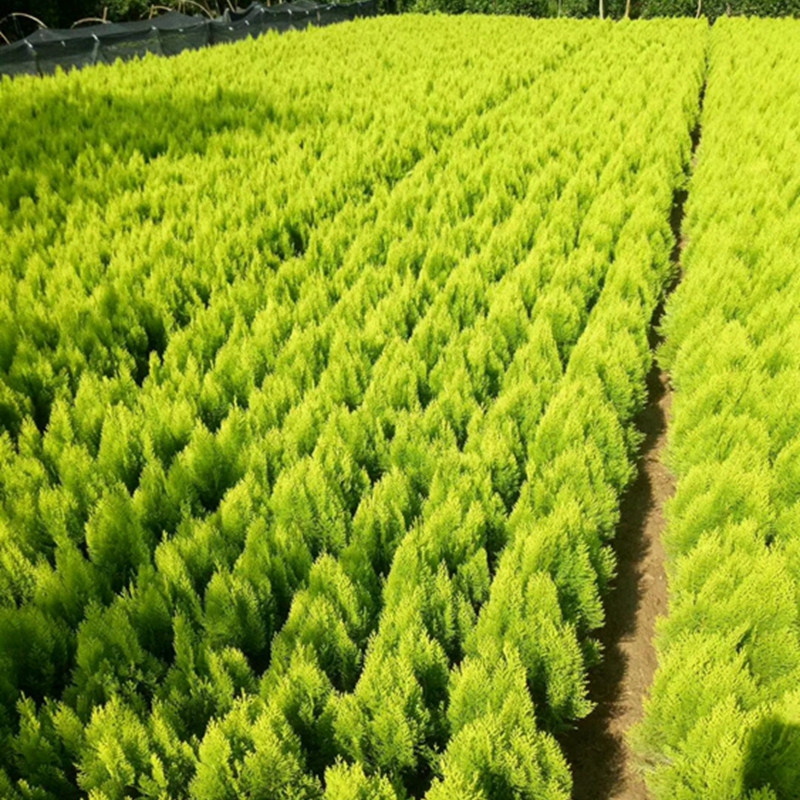 洒金柏