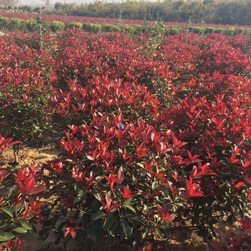 石楠球苗木基地