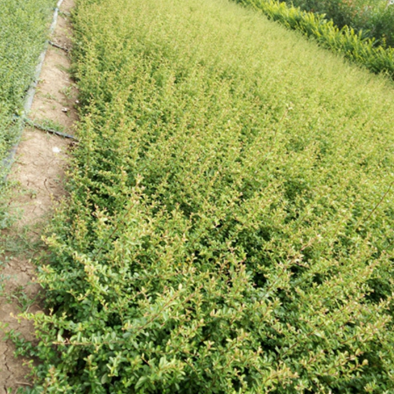 火棘小苗种植基地