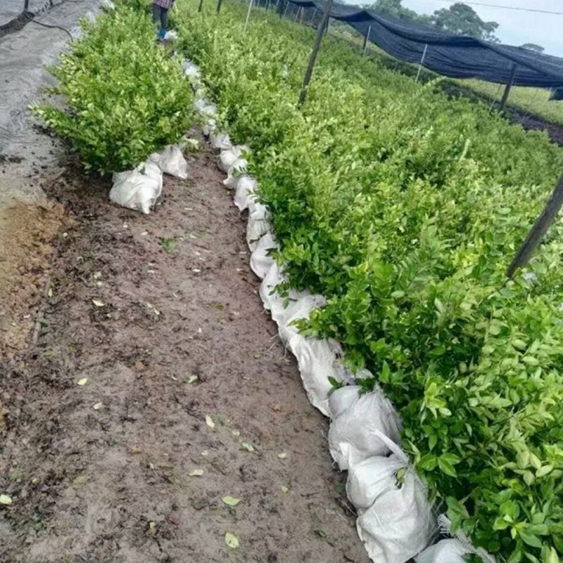 起好的大杯金森女贞